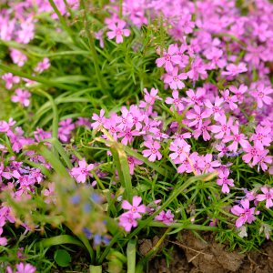 Mydlica (Saponaria) ´BRESSINGHAM´ - kont. P9
